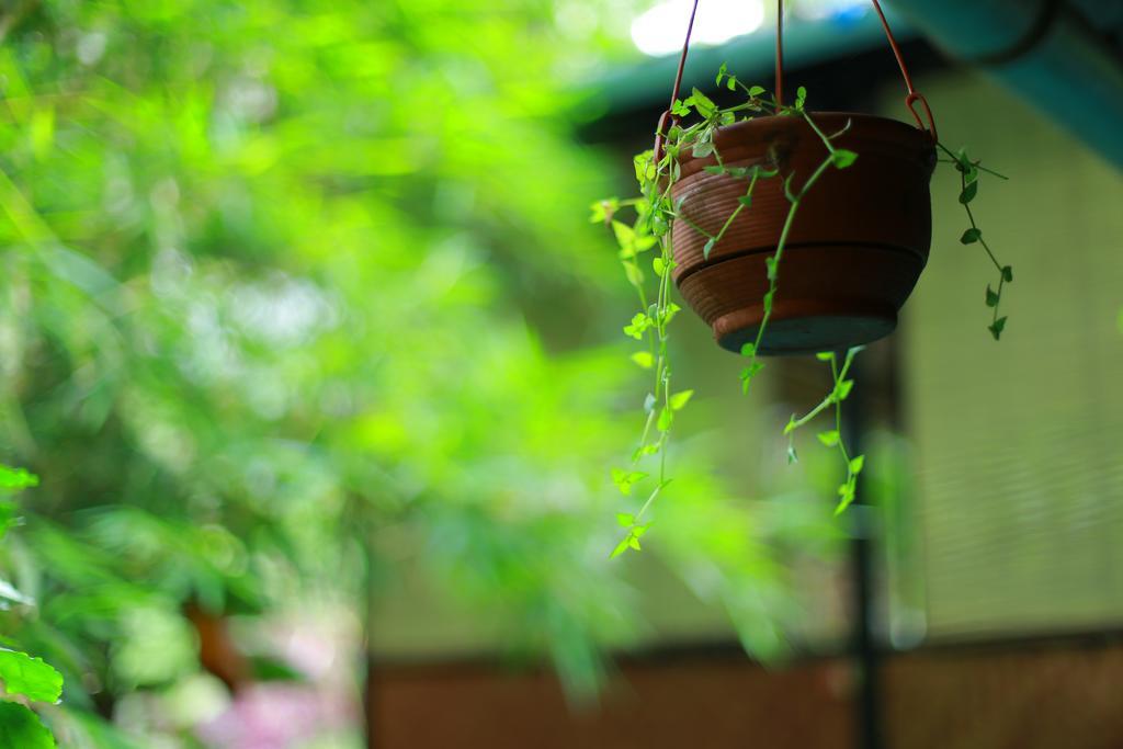 Greenspaces B&B 蒙纳 外观 照片